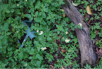 建功油庫旁 原漆彈場